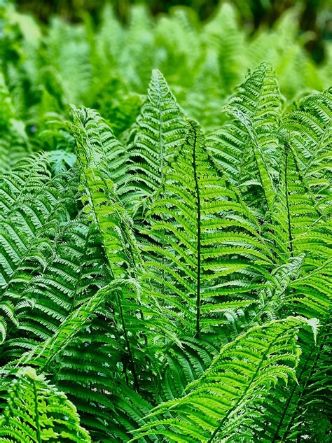 Fern Nature Plant Free Photo On Pixabay Pixabay