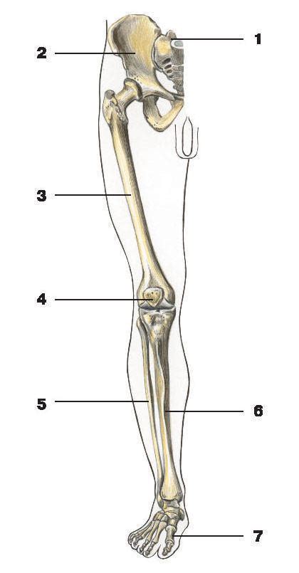 Три отдела ноги