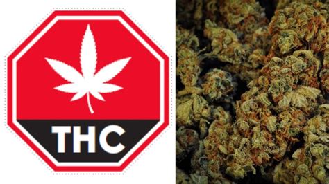 We Fact Checked The Canadian Governments Scary Weed Warnings