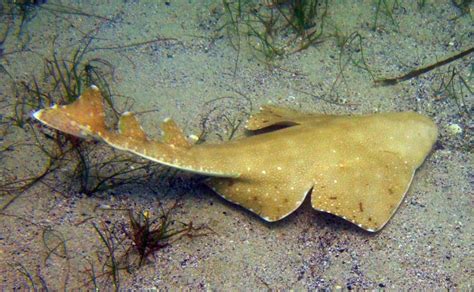 The Rare Angel Shark Discovered Living Off The Coast Of Wales
