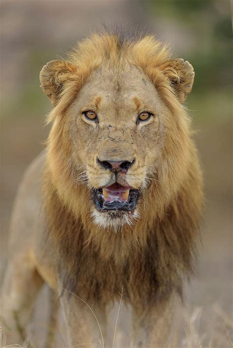 Lion Portrait Photograph By Ozkan Ozmen Fine Art America