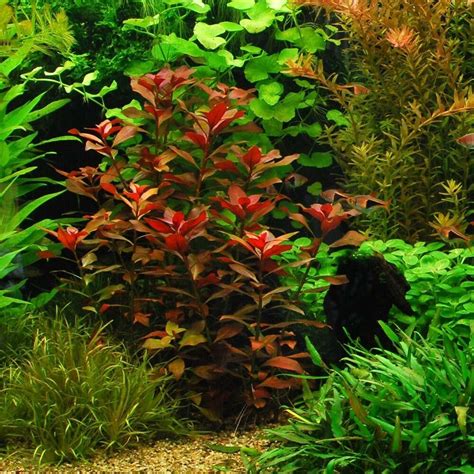 I also read that watersprite likes bright light. Ludwigia Repens "Rubin" - Live Decoration Aquarium Plants ...