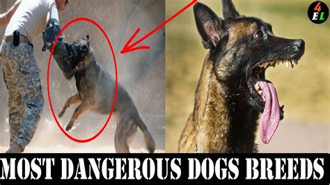 Top 10 Most Dangerous Dog Breeds In The World Youtube