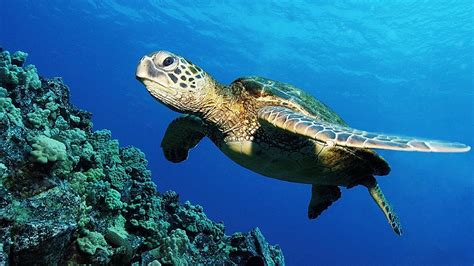46 Sea Turtle Wallpaper For Iphone On Wallpapersafari