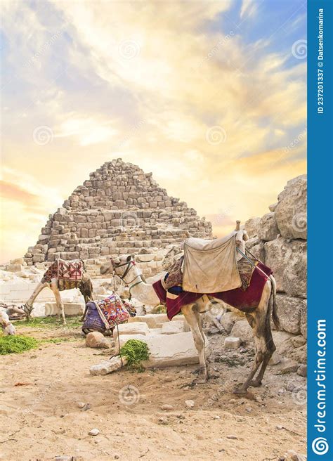 Camel Against The Background Of The Pyramids Of The Pharaohs Cheops