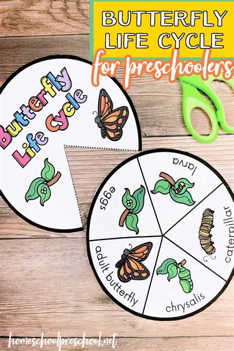 Learn About The Fascinating Life Cycle Of Butterflies With This