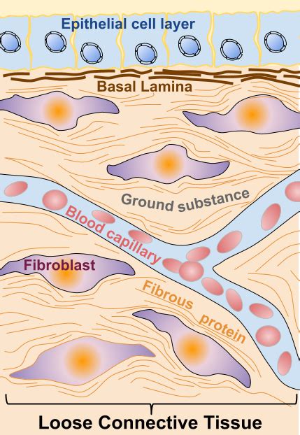 Basal And Reticular Lamina