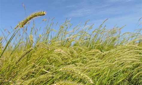 Help Stop The Spread Of Yellow Bristle Grass Environment Canterbury