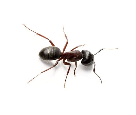 Maybe you would like to learn more about one of these? Ants | Barrier Pest Control