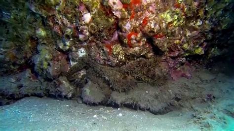 Amazing Octopus Camouflage Best Of Maui Diving July 2014 Youtube