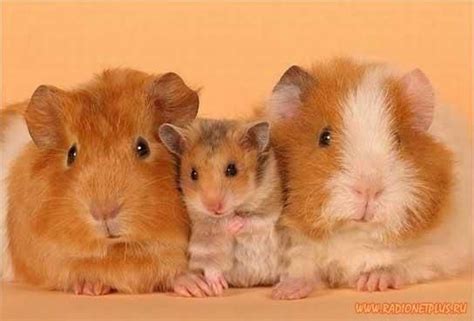 It is an online image resizer to resize the jpg and png images, pictures & photos in pixels. 1000+ images about hamster pictures on Pinterest | Baby ...