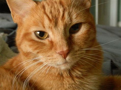 252 Best Images About Orange Tabby Cats On Pinterest