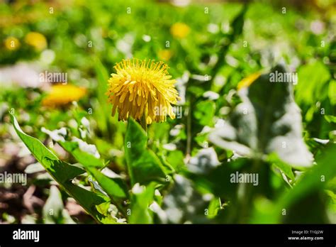 Yellow Background Flower Hi Res Stock Photography And Images Alamy