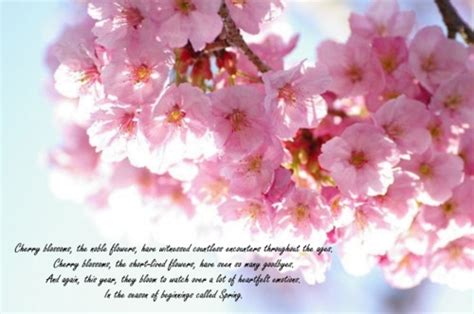 Cherry Blossom Quotes Quotesgram