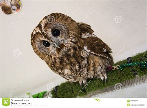 Big Eyes Owl Stock Image Image Of Grey Faced Green