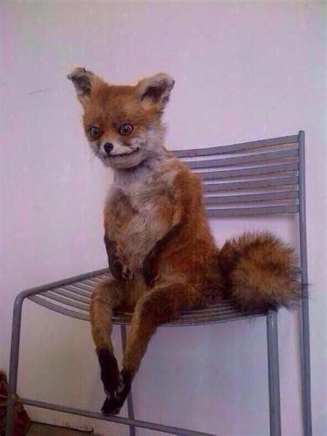 Sierra On Twitter A Creepy Fox Sitting On A Chair With His Buttocks
