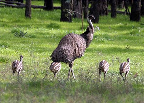 The emu is the second largest bird in the world, the largest being the similar looking, ostrich. Emu | The Life of Animals