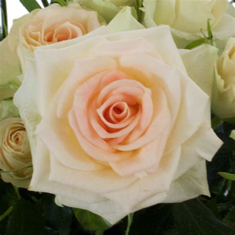 Wholesale Fresh Light Peach Spray Roses Bulk Rose Fiftyflowers