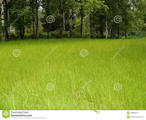 Lovely Green Meadow Amid The Big Trees Stock Photo - Image of amid, background: 106299214