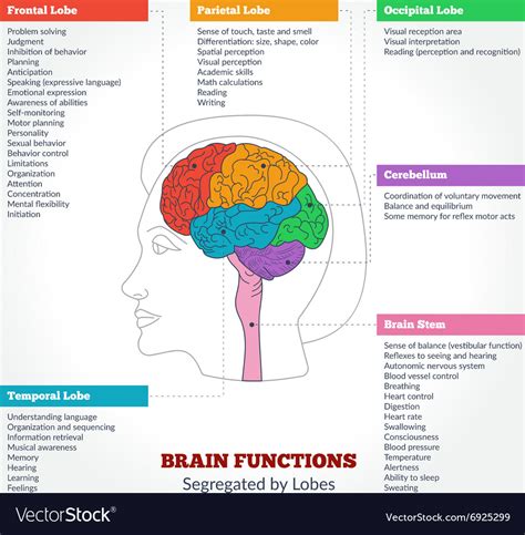 Human Brain Anatomy And Functions Royalty Free Vector Image