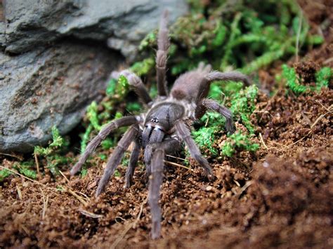 The Definitive Guide To Top 10 Deadliest Spiders In Australia