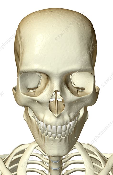 Most people have twelve pairs of ribs that look the same on the right and left side. The bones of the head and face - Stock Image - F001/5557 ...