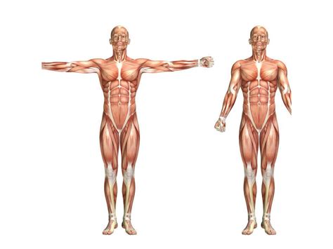 hôpital jai soif laver planche anatomique muscles corps humain traduire