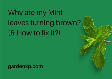 Why Are My Mint Leaves Turning Brown And How To Fix It