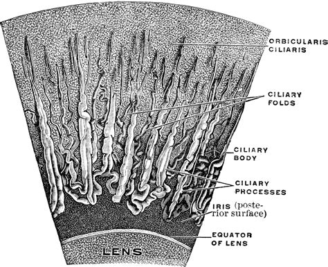Magnified Corona Ciliaris Clipart Etc