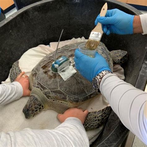 Articles Sea Turtle Hospital Outfits First Turtle With Satellite