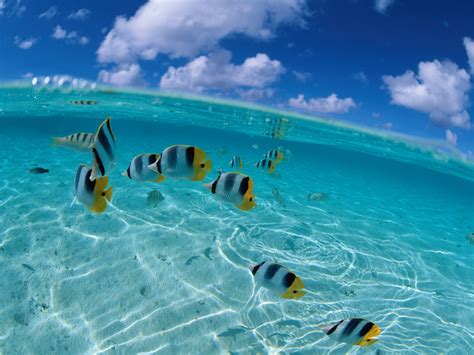 Fish Wallpapersfish Picturesfish Photos Tropical Fish Wallpapers