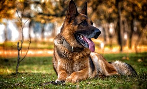 As europe's largest economy and second most populous nation (after russia), germany is a key member of the continent's economic, political, and defense organizations. 10 Most Popular Dog Breeds in India