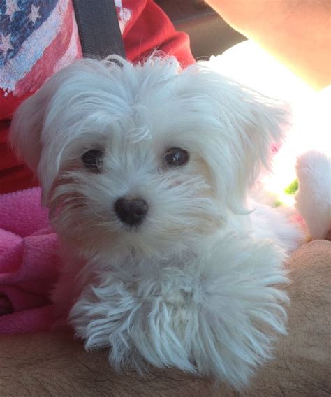 78 Best Images About Cute Maltese Dogs And Mixes On Pinterest Adoption