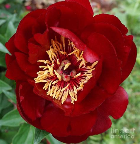 Deep Red Peony Photograph By Marsha Heiken Fine Art America