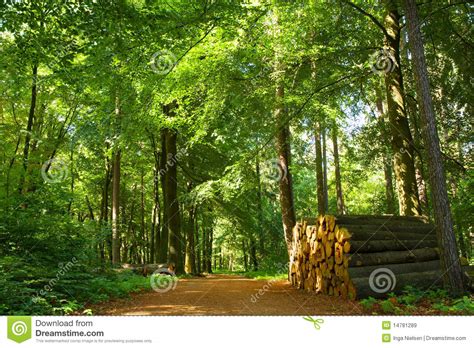 Forest Path Royalty Free Stock Images Image 14781289