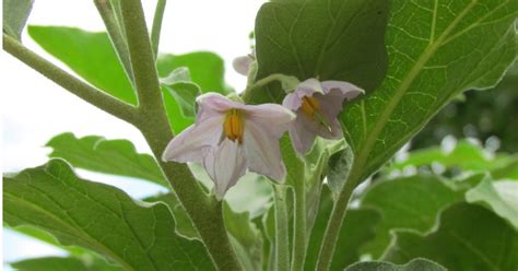 This classic recipe is easy and delicious! Edible Herbs, Flowers & Other Edibles - Grow Your Own ...