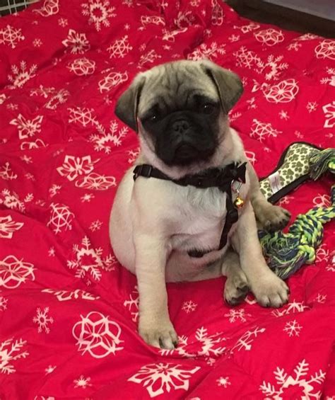 Pug Puppies For Sale Howard Sd 186767 Petzlover