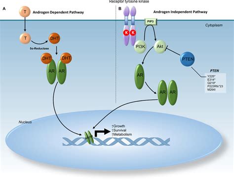 Schematic Representation Of Androgen Receptor Pathway Section A