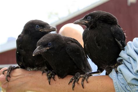 Baby Crows Crow Crow Bird Baby Crows