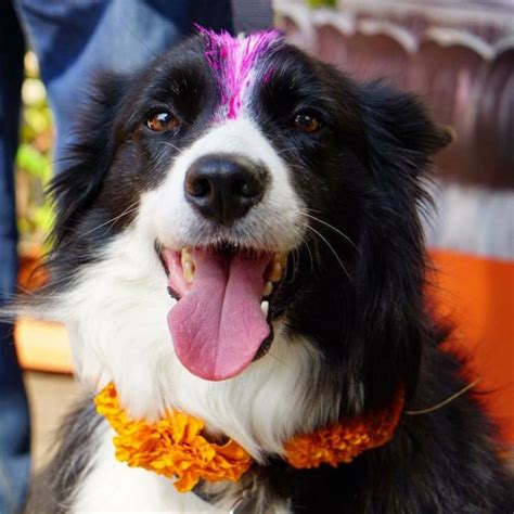 Nepalese Hindus Celebrate Dogs For Their Version Of Diwali Called Kukur