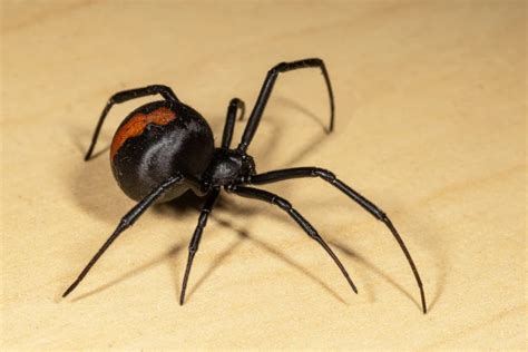 Professional Black Widow Spider Removal Services Are They Worth It