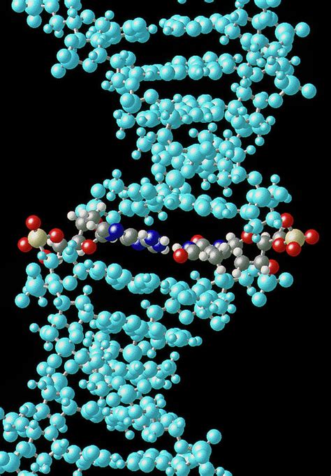 Molecular Model Of Dna With A T Pair Highlighted Photograph By Alfred