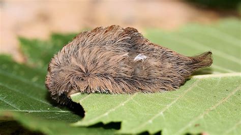 B Animal Toxic ‘toupee Explaining The Most Venomous Caterpillar In