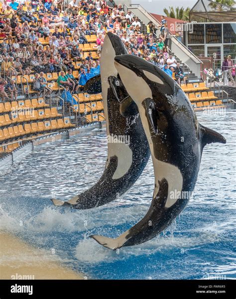 Performance Orca Hi Res Stock Photography And Images Alamy