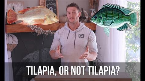 Tilapia Good For You Or Bad