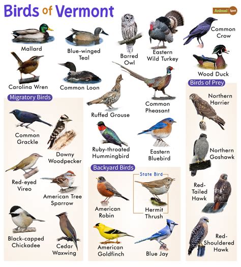 List Of Common Birds Found In Vermont Facts With Pictures