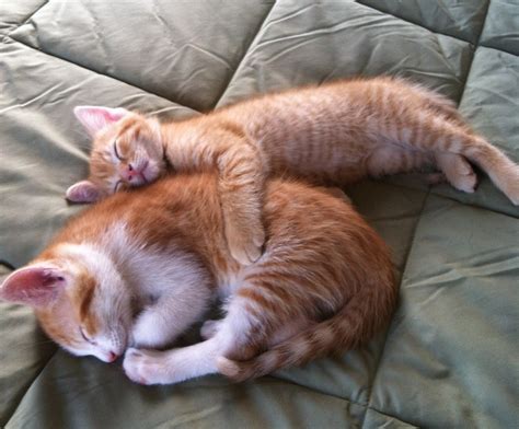 18 Sleeping Pets That Are So Adorable That You Cant Take