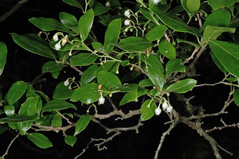 Vaccinium Arboreum Ericaceae