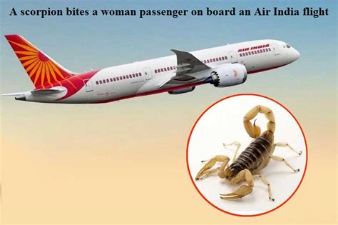 A Scorpion Bites A Woman Passenger On Board An Air India Flight Dh