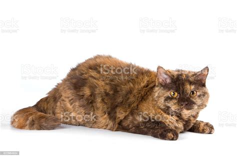 Fluffy Brown Cat Stock Photo Download Image Now Animal Animal Hair